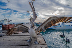 pelican dance by Michael Dornellas 